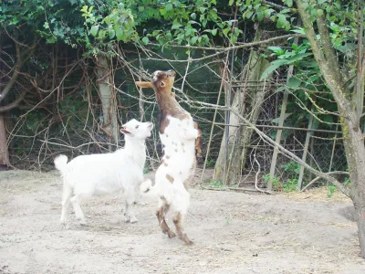 Chevreaux jouant dans un enclos naturel, animaux de ferme en plein air