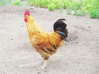Coq doré en plein air sur sol sablonneux, basse-cour rurale