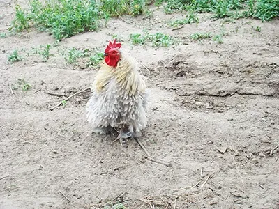 Coq blanc et doré debout dans un enclos naturel