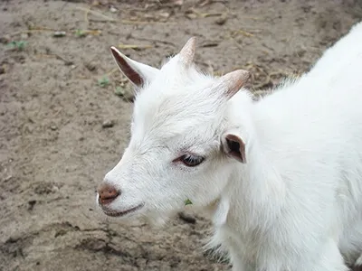 Portrait de chevreau blanc en extérieur, élevage caprin