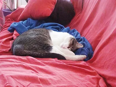 Chat dormant sur un canapé rouge, scène de vie domestique