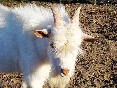 Chevreau blanc vu de dessus dans un enclos, animal de ferme