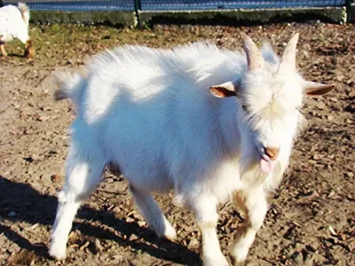Chevreau blanc marchant en extérieur, animal de ferme en plein air