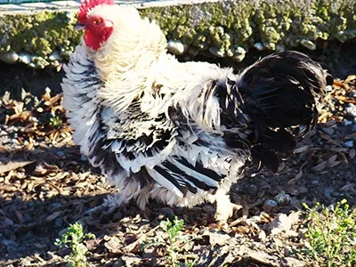 Coq au plumage noir et blanc dans une basse-cour naturelle