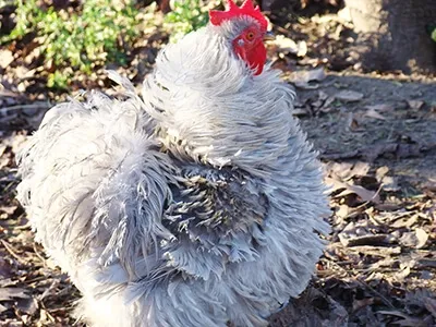 Coq au plumage blanc vu de dos, élevage traditionnel en plein air