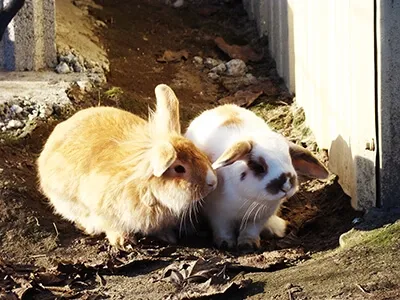 Deux lapins blottis ensemble dans un enclos, animaux de ferme