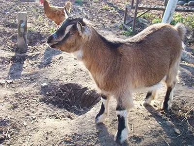Jeune chèvre marron dans un enclos extérieur, élevage caprin