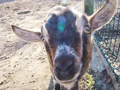Portrait rapproché de chèvre curieuse près d’un grillage