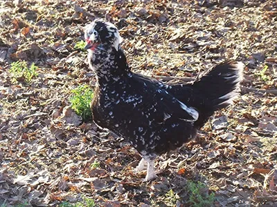 Poule noire tachetée en liberté dans une basse-cour