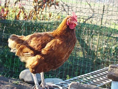 Poule rousse perchée près d’un grillage, élevage de plein air