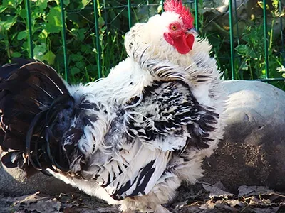 Coq au plumage abondant noir et blanc dans une basse-cour en plein air