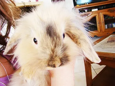 Lapin à poils longs tenu dans les bras, animal domestique