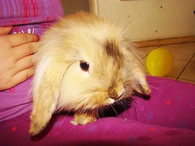 Lapin à poils longs posé sur les genoux, scène de vie familiale