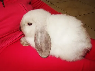 Lapin blanc à oreilles tombantes reposant sur des genoux, animal domestique