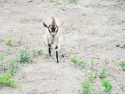 Chevreau marchant sur un sol sablonneux, élevage caprin
