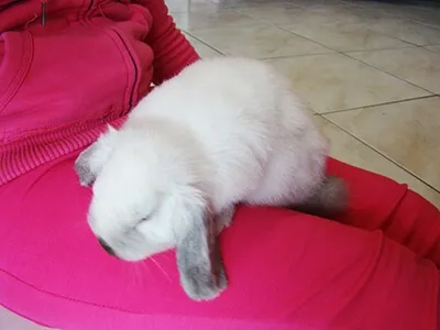 Lapin blanc allongé sur les genoux, moment de calme en intérieur