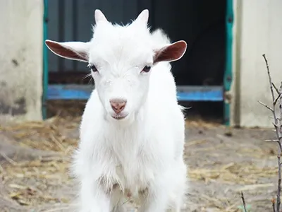 Portrait de chevreau blanc devant une étable, animal de ferme