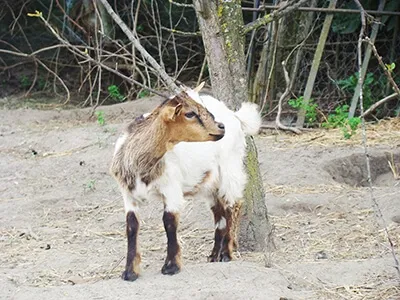 Chèvre attachée près d’un arbre dans un enclos naturel