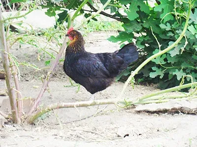 Poule noire en liberté dans un environnement végétalisé