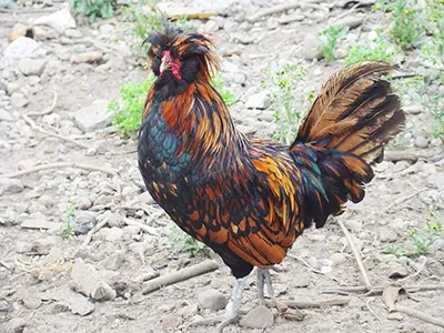 Coq au plumage coloré dans une basse-cour, élevage traditionnel