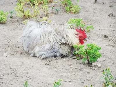 Poule blanche couchée au sol dans un enclos, basse-cour