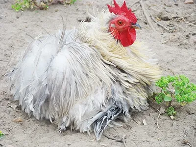 Coq blanc au plumage abondant dans une basse-cour, élevage traditionnel