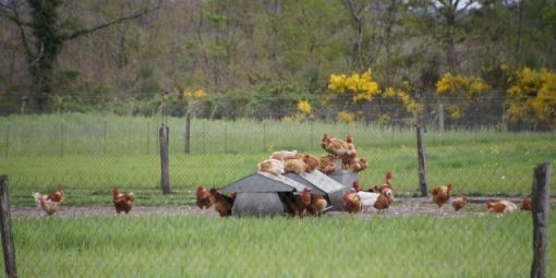 Le Poulet du Dimanche