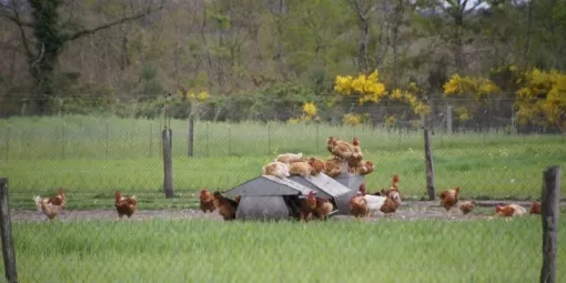 Le Poulet du Dimanche