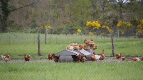 Le Poulet du Dimanche